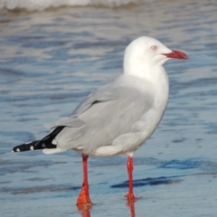 Chroicocephalus novaehollandiae (Silver Gull) at Meroo National Park - 5 Jun 2014 by MichaelBedingfield