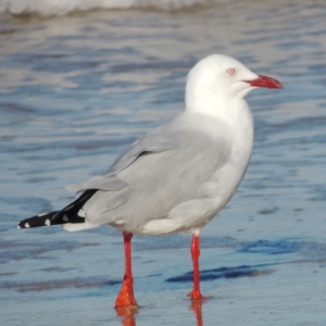 Chroicocephalus novaehollandiae at Meroo National Park - 5 Jun 2014