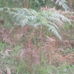 Pteridium esculentum (Bracken) at Kioloa, NSW - 13 Jun 2014 by MichaelBedingfield