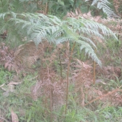 Pteridium esculentum (Bracken) at Kioloa, NSW - 13 Jun 2014 by michaelb