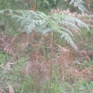 Pteridium esculentum at Kioloa, NSW - 13 Jun 2014 10:42 AM