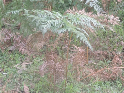 Pteridium esculentum (Bracken) at Kioloa, NSW - 13 Jun 2014 by MichaelBedingfield