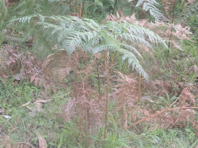 Pteridium esculentum (Bracken) at Kioloa, NSW - 13 Jun 2014 by michaelb