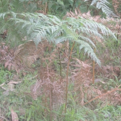 Pteridium esculentum (Bracken) at Kioloa, NSW - 13 Jun 2014 by MichaelBedingfield