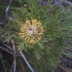 Isopogon anemonifolius (Common Drumsticks) at Murramarang National Park - 13 Jun 2014 by MichaelBedingfield