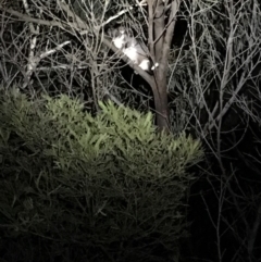 Pseudocheirus peregrinus (Common Ringtail Possum) at Bruce Ridge - 21 Apr 2018 by Frogbotherer