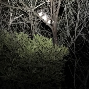 Pseudocheirus peregrinus at O'Connor, ACT - 21 Apr 2018 10:45 PM