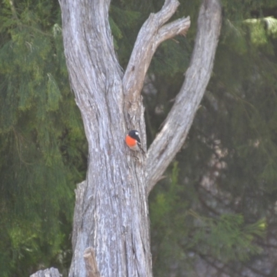 Petroica boodang (Scarlet Robin) at Wamboin, NSW - 19 Feb 2018 by natureguy