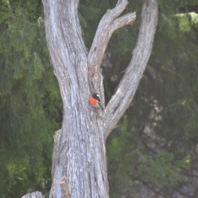 Petroica boodang (Scarlet Robin) at QPRC LGA - 19 Feb 2018 by natureguy