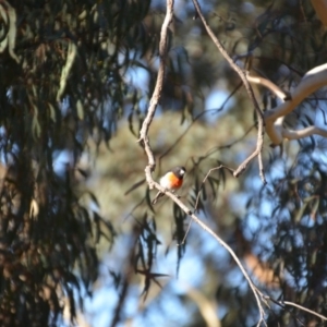 Petroica boodang at Wamboin, NSW - 19 Feb 2018 08:58 PM