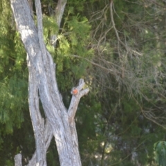 Petroica boodang at Wamboin, NSW - 19 Feb 2018 08:58 PM