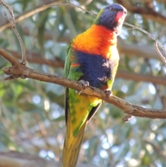 Trichoglossus moluccanus (Rainbow Lorikeet) at Murramarang National Park - 4 Jun 2014 by MichaelBedingfield