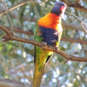 Trichoglossus moluccanus at Murramarang National Park - 4 Jun 2014 10:23 AM