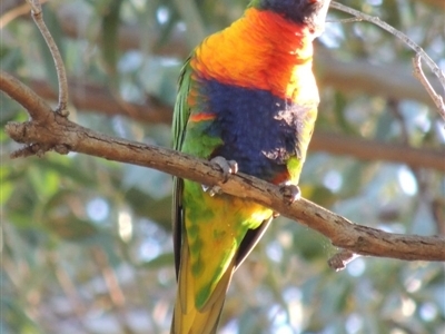 Trichoglossus moluccanus (Rainbow Lorikeet) at Murramarang National Park - 4 Jun 2014 by michaelb