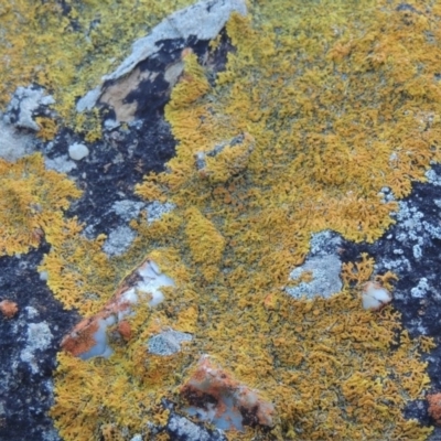 Dufourea sp. (genus) (Lichen) at Batemans Marine Park - 6 Jun 2014 by MichaelBedingfield