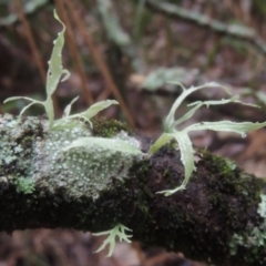 Unidentified Fungus at Undefined - 14 Jun 2014 by michaelb