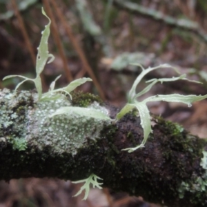 Ramalina sp. at undefined - 14 Jun 2014 11:20 AM