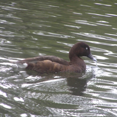 Aythya australis (Hardhead) at Gordon Pond - 22 Apr 2018 by MatthewFrawley