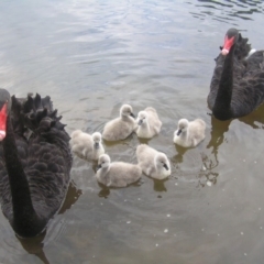 Cygnus atratus (Black Swan) at Gordon, ACT - 22 Apr 2018 by MatthewFrawley