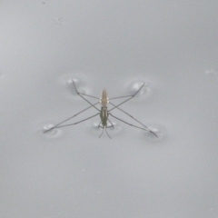 Aquarius antigone (Water strider, pond skater) at Point Hut to Tharwa - 22 Apr 2018 by MatthewFrawley