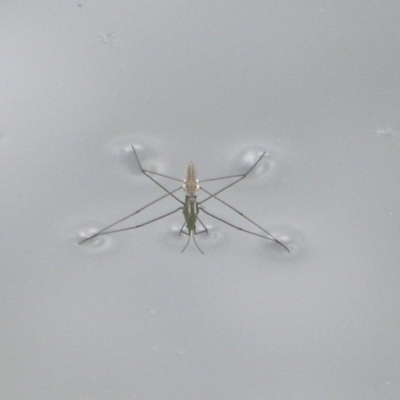 Aquarius antigone (Water strider, pond skater) at Gordon, ACT - 22 Apr 2018 by MatthewFrawley