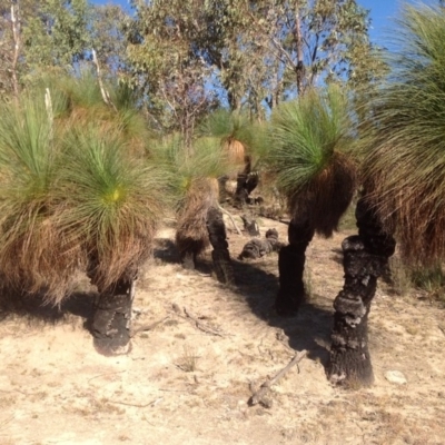 Xanthorrhoea glauca subsp. angustifolia (Grey Grass-tree) at Paddys River, ACT - 17 May 2013 by Mike