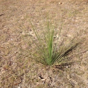 Xanthorrhoea glauca subsp. angustifolia at Paddys River, ACT - 18 May 2013