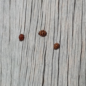 Harmonia conformis at Isaacs, ACT - 23 Apr 2018 04:09 PM