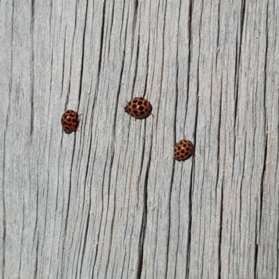 Harmonia conformis (Common Spotted Ladybird) at Isaacs Ridge and Nearby - 23 Apr 2018 by Mike