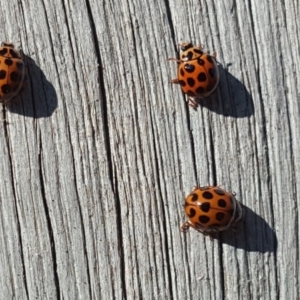 Harmonia conformis at Isaacs, ACT - 23 Apr 2018