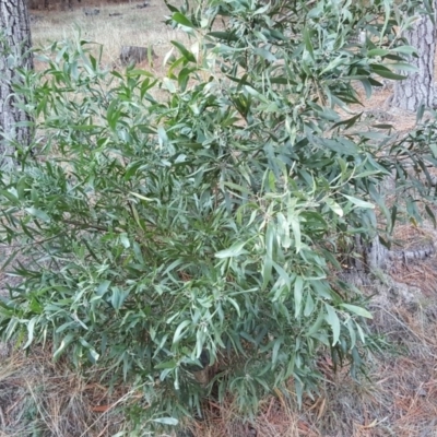 Acacia melanoxylon (Blackwood) at Isaacs Ridge and Nearby - 23 Apr 2018 by Mike