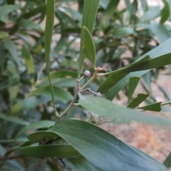 Acacia melanoxylon at Isaacs, ACT - 23 Apr 2018