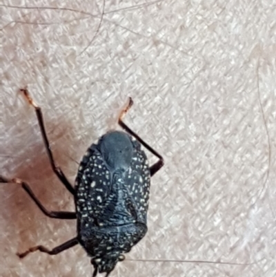 Notius consputus (Yellow-dotted shield bug) at Isaacs Ridge and Nearby - 23 Apr 2018 by Mike