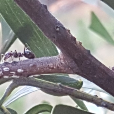 Iridomyrmex purpureus (Meat Ant) at Isaacs, ACT - 23 Apr 2018 by Mike