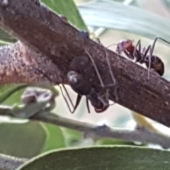 Iridomyrmex purpureus at Isaacs, ACT - 23 Apr 2018