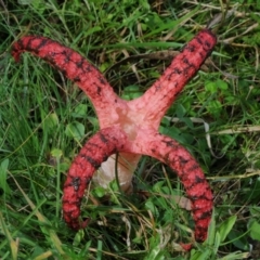 Clathrus archeri (Seastar Stinkhorn) at Coolangubra, NSW - 19 Apr 2018 by Teresa