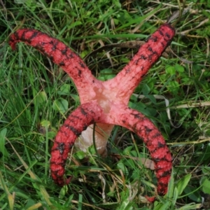 Clathrus archeri at Coolangubra, NSW - suppressed