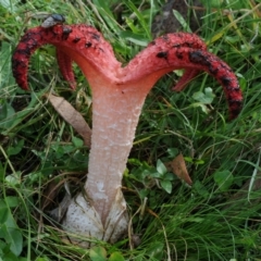 Clathrus archeri at Coolangubra, NSW - suppressed