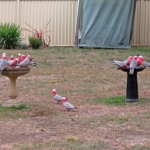 Eolophus roseicapilla at Macarthur, ACT - 21 Apr 2018