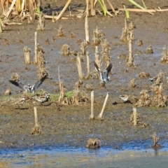 Charadrius melanops (Black-fronted Dotterel) at Fyshwick, ACT - 23 Apr 2018 by RodDeb