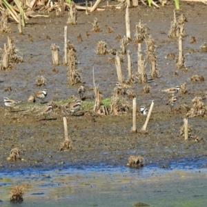 Charadrius melanops at Fyshwick, ACT - 23 Apr 2018 12:43 PM