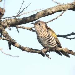 Chrysococcyx lucidus (Shining Bronze-Cuckoo) at Pambula, NSW - 22 Apr 2018 by Leo