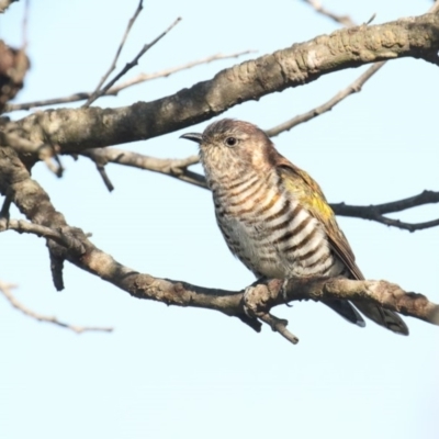 Chrysococcyx lucidus (Shining Bronze-Cuckoo) at Pambula, NSW - 22 Apr 2018 by Leo