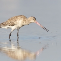 Limosa lapponica (Bar-tailed Godwit) at Merimbula, NSW - 23 Apr 2018 by Leo