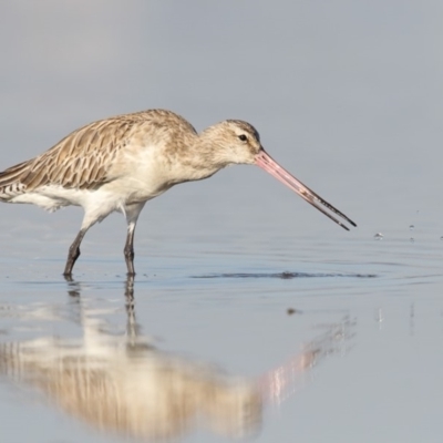 Limosa lapponica (Bar-tailed Godwit) at Merimbula, NSW - 22 Apr 2018 by Leo