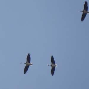 Threskiornis spinicollis at Dunlop, ACT - 10 Apr 2018