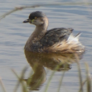 Tachybaptus novaehollandiae at Dunlop, ACT - 10 Apr 2018