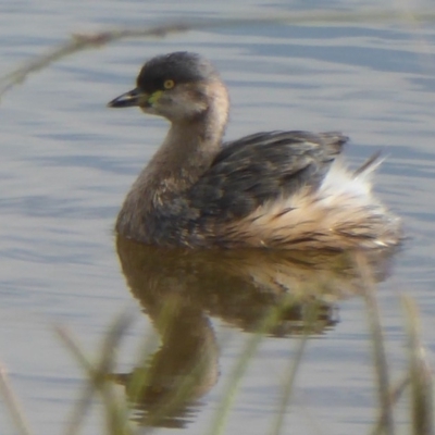 Tachybaptus novaehollandiae (Australasian Grebe) at Dunlop, ACT - 10 Apr 2018 by Christine