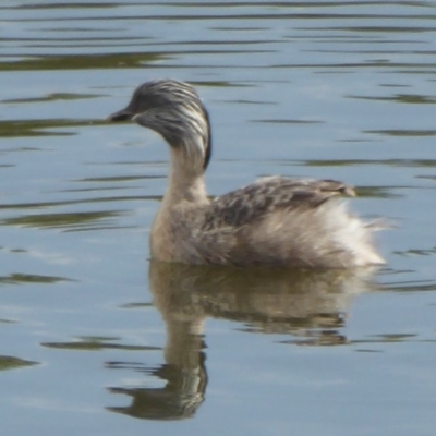 Poliocephalus poliocephalus (Hoary-headed Grebe) at West Belconnen Pond - 10 Apr 2018 by Christine