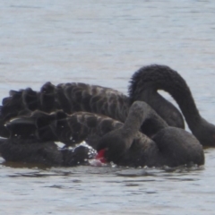 Cygnus atratus (Black Swan) at West Belconnen Pond - 10 Apr 2018 by Christine